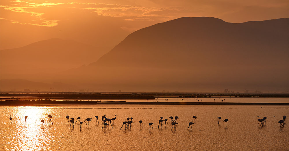 Silhouetted flamingos wade in a serene lake at sunset, framed by misty mountains and a golden sky, creating a tranquil atmosphere.
