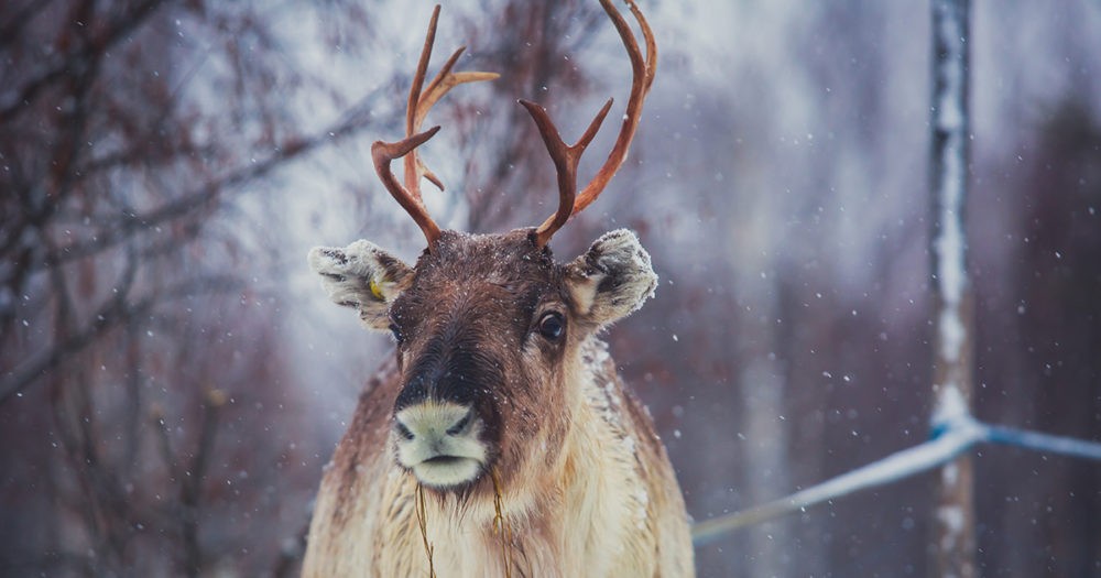 A Reindeer in Lapland, Finland