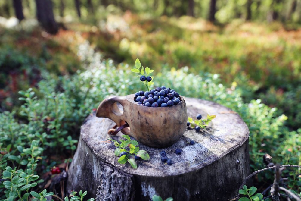 A wooden cup filled with fresh blueberries sits atop a tree stump, surrounded by green foliage in a sunlit forest.