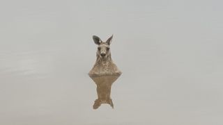A kangaroo stands chest-deep in water.