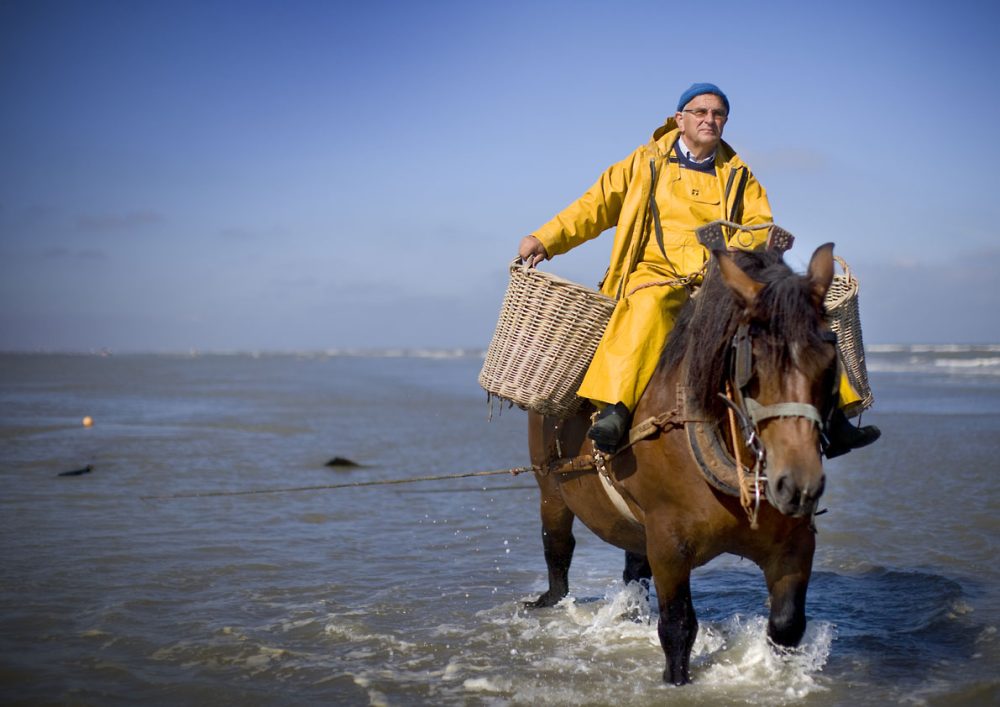 Horse fisherman in yellow coat harvesting shrimp in Oostduinkerke.