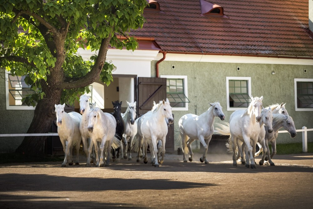 Visit a unique landscape of breeding horses in Kladruby nad Labem, Czech Republic