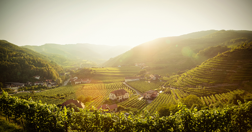 Scenic view of Johann Donabaum Winery surrounded by terraced vineyards in the Wachau Valley at golden sunset.