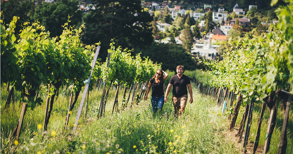 Winemaker Thomas Huber walking with a visitor through lush vineyards in Vienna, Austria, with city views in the background.