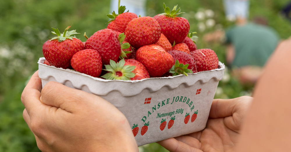 Hands holding a paper tray filled with fresh Danish strawberries picked from a local farm in summer, Denmark.