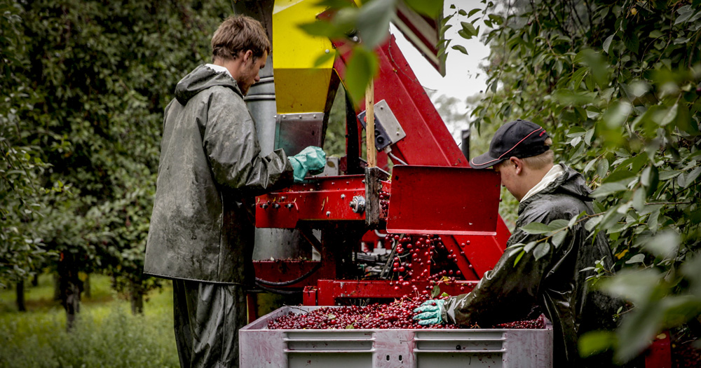 Two workers in rain gear operate a red cherry harvester surrounded by lush greenery, collecting fresh cherries for processing.