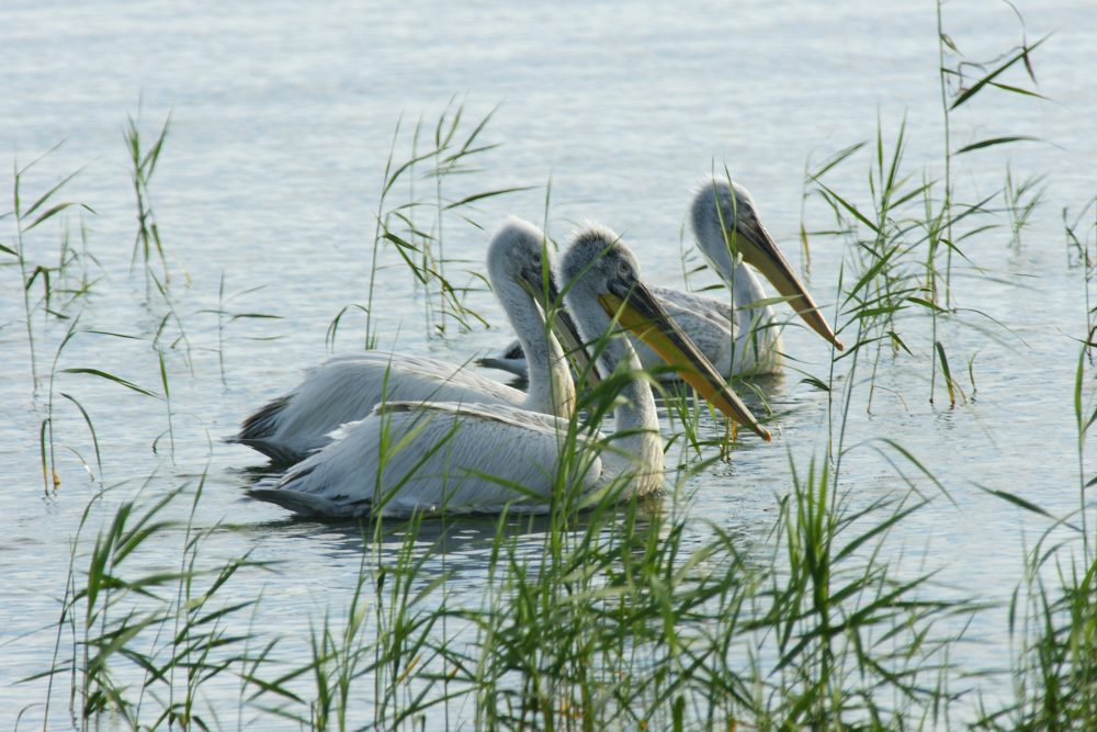 Three pelicans wade through shallow water, surrounded by tall green grass, under a serene and reflective sky.