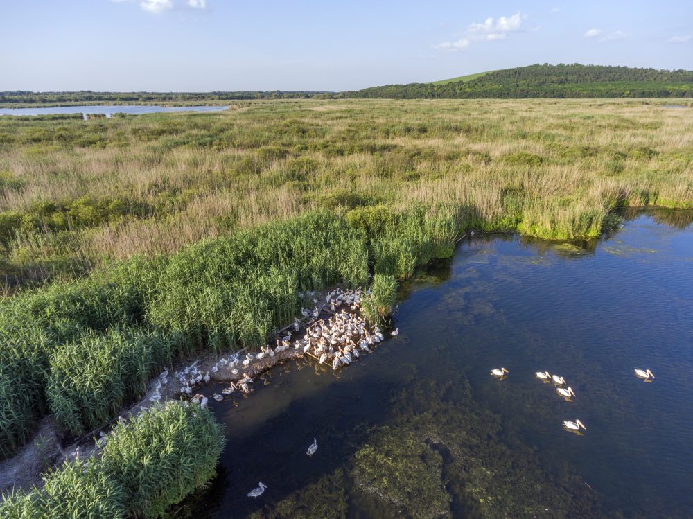 A wetland with dense green vegetation and a group of white pelicans gathered at the water's edge, with a few swimming nearby.