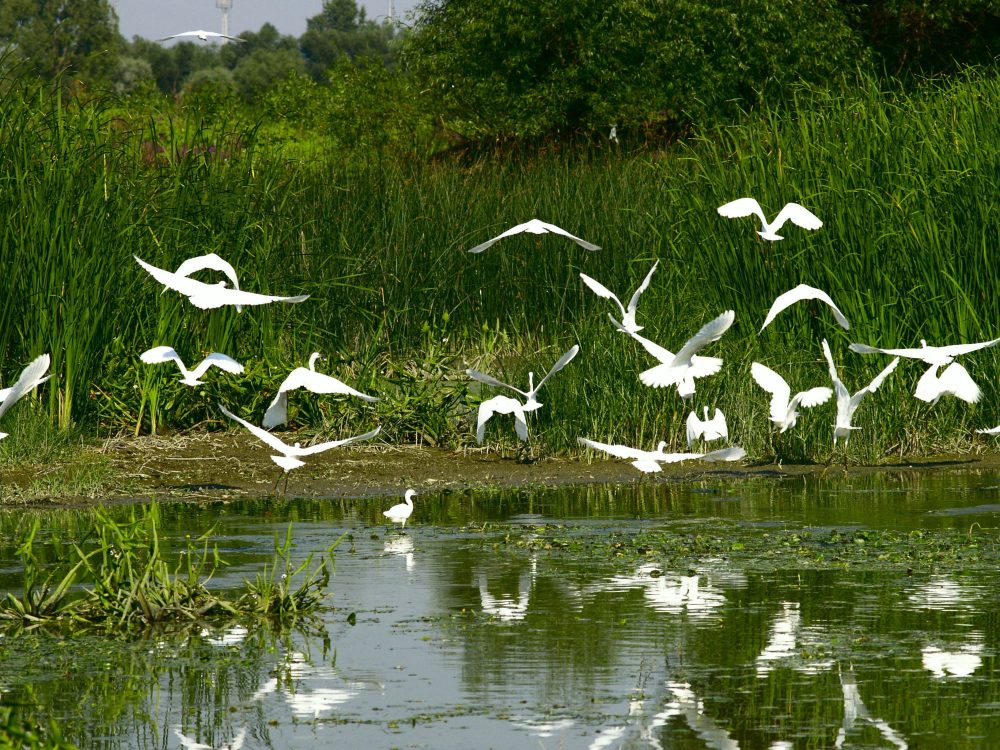 A flock of white egrets gracefully takes flight above a serene, reflective pond surrounded by lush green reeds.