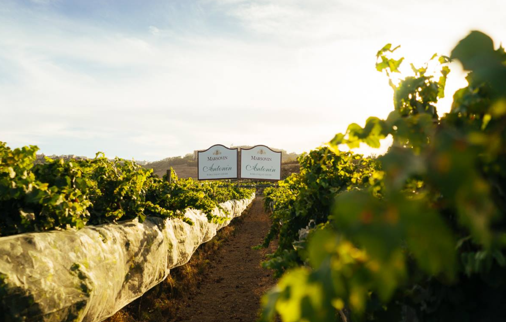 Rows of vines stretch toward the horizon at golden hour, with the Marsovin Antonin Estate sign framed between them.